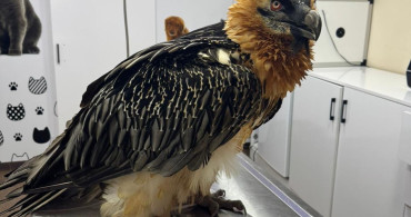 Artvin'de Sakallı Akbaba Doğaya Salındı