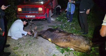 Artvin'de uçuruma yuvarlanan inek, ekiplerin çabasıyla kurtarıldı