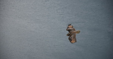 Artvin'de Yaralı Puhu Doğaya Salındı