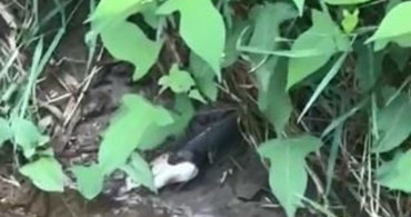 Artvin'de yılanın balık avlama anı görüntülendi