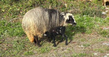 Artvin'de Yoğun Yayla Göçü Başladı
