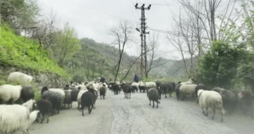 Artvin'de Zorlu Yayla Göçü Başladı