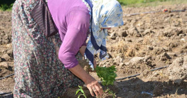 Ata Tohumu Geleneği: 162 Yıldır Çukurören'de Biber Yetiştiriliyor