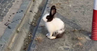 Atakum sahilinde tavşanlar sabah yürüyüşlerine renk kattı