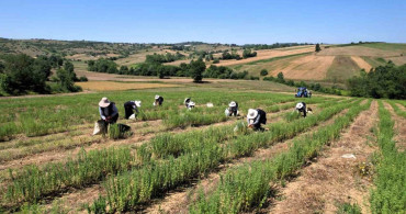 Atıl arazilerden kozmetik ve ilaç sanayisine geçiş projesi Kocaeli'de hayata geçirildi