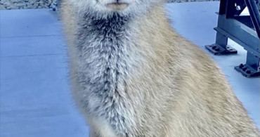 Atış Poligonunda Barut İsimli Tilki ile Dostluk Hikayesi