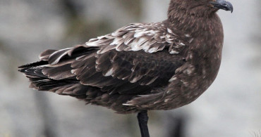 Avustralya ana karasında ilk H5N1 kuş gribi vakası şüphesi