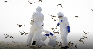 Avustralya’da H5N1 Alarmı: İlk Şüpheli Kuş Gribi Vakası Tespit Edildi