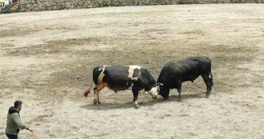 Ayder'de boğa güreşleri heyecanı yaşandı