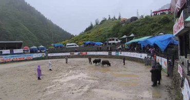 Ayder'de boğa güreşleri sağanak yağışa rağmen heyecanlı başladı