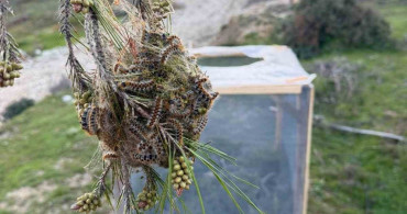 Aydın Ormanlarında Çam Kese Böceğiyle Mücadele
