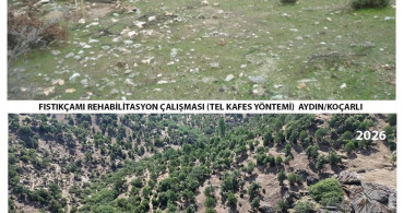 Aydın'da 15 yıl önce dikilen fıstıkçamları kozalak vermeye başladı