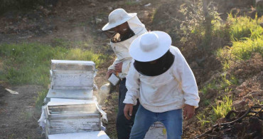 Aydın'da Arıcılıkla Umut Dolu Sezon Başlıyor