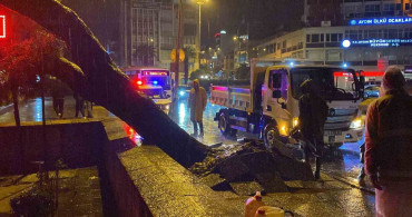 Aydın’da Asırlık Çam Ağacı Devrildi