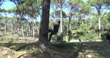 Aydın'da Çam Fıstığı Hasadı: Tehlikeli Ama Kazançlı Bir Meslek