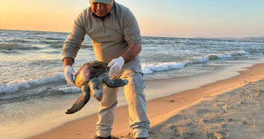 Aydın'da Cansız Deniz Kaplumbağaları