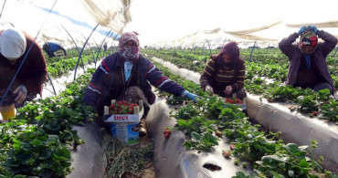 Aydın'da Çilek Sezonu Başladı