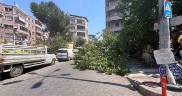Aydın'da devrilen ağaç park halindeki araçlara zarar verdi
