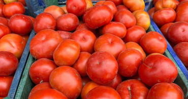 Aydın'da domates üreticilerine günlük kontrol çağrısı yapıldı