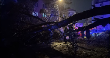 Aydın'da Fırtına Nedeniyle Ağaç Devrildi, İki Kişi Yaralandı