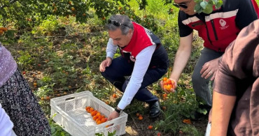 Aydın'da Kayısı Hasadı Başladı
