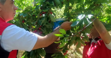 Aydın'da kiraz hasadı devam ediyor