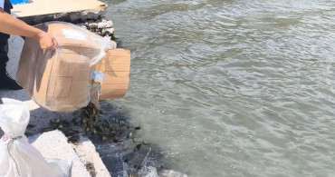 Aydın’da menşei belgesiz 60 kilo canlı yengeç ele geçirildi