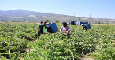 Aydın'da Üretilen Enginarın Başarısıyla Yeşil Elmas