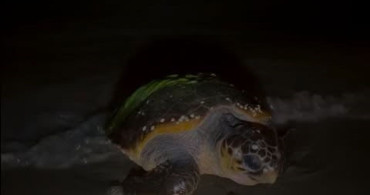 Aydın'da Yılın İlk Caretta Caretta Yuvasi Bulundu
