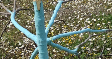 Aydın'da Zeytin ve İncir Ağaçları Yok Oluyor