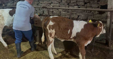 Aydıntepe’de 6 köyde buzağı küpeleme ve aşılama çalışmaları tamamlandı