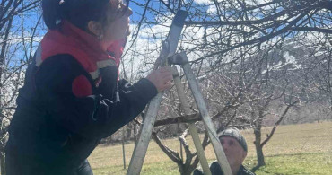 Aydıntepe'de Meyve Bahçelerinde Budama Uygulamaları Devam Ediyor