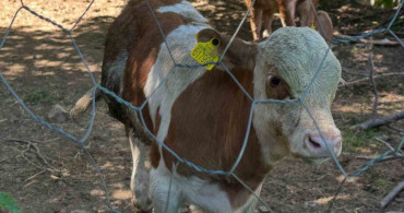 Aydıntepe’nin 8 köyünde buzağı küpeleme ve aşılama çalışmaları tamamlandı
