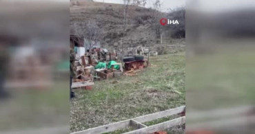 Ayı Elektrikli Tuzakları Aştı: Arı Kovanlarına Saldırı