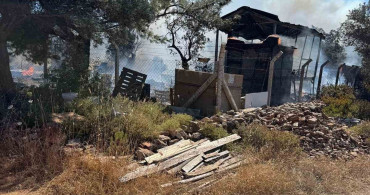 Ayvalık'ta çiftlik yangını ormana sıçradı