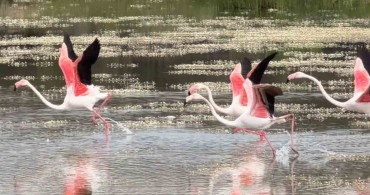 Ayvalık'ta Flamingoların Muazzam Dansı