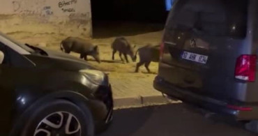 Ayvalık’ta yaban domuzlarının şehre inmesi vatandaşları tedirgin ediyor