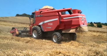 Bafra Ovası'nda buğday ve arpa hasadı başladı