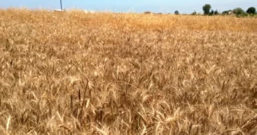 Bafra Ovası'nda buğday ve arpa hasadı başladı
