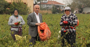 Bafra Ovası'nda Kapya Biber Hasadı