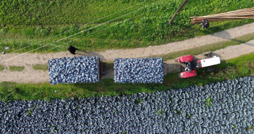 Bafra Ovası'nda Kırmızı Lahana Hasadı Başladı