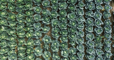 Bafra Ovası'nda Sebze Tarla Günü Etkinliği Düzenlendi