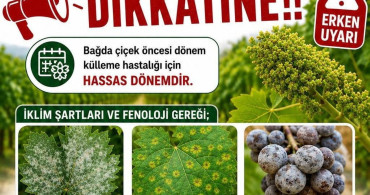 Bağlarda Üreticilere İlaçlama Uyarısı