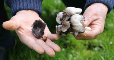 Bahar Döneminde Yabani Mantar Tüketimi Tehlikeli Olabilir