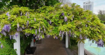 Baharda Gençlik Parkı'nda Renk Şöleni: Sümbüller Açtı