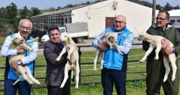 Baharın Gelişi ile Kuzuların Anne Koyunlarla Buluşması