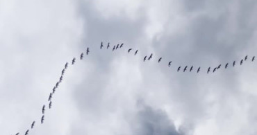 Baharın Gelişiyle Pelikanlar Boğazköy Barajı'nda Görüntülendi
