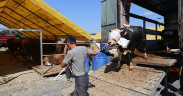Bahçelievler'de Kurban Bayramı Hazırlıkları Tamamlandı