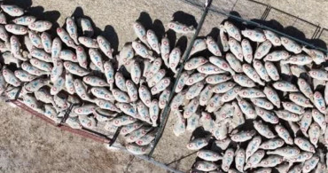 Bakan Yumaklı, kırsalda bereket küçükbaşa destek projesini duyurdu
