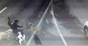 Bakırköy'de Başıboş Sokak Köpeklerinin Saldırısına Uğrayan İş İnsanı İBB'ye Dava Açacak!